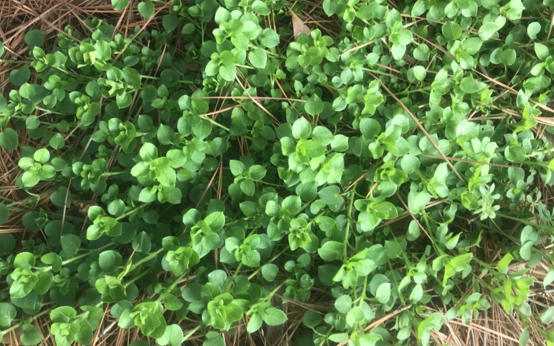 How to stop spring weeds with pre-emergent and post-emergent